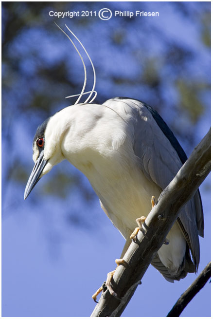 Bird 7995