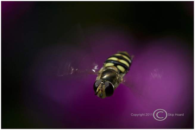 Church Bee