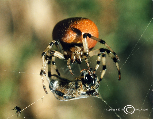 Spider fly