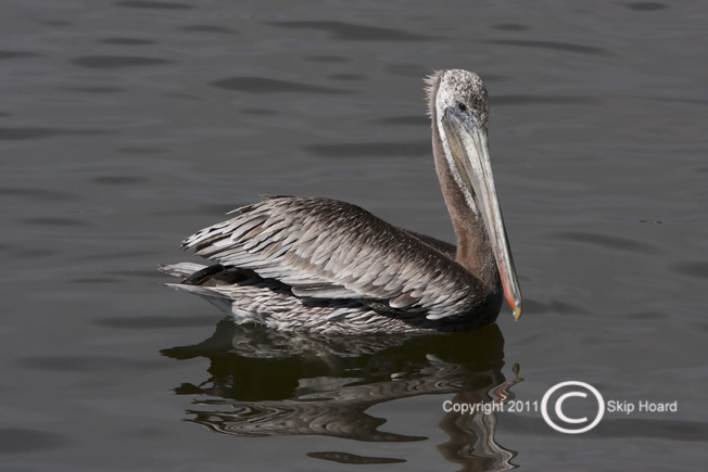 Pelican