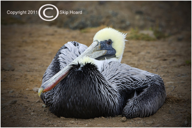 Pelican Sitting