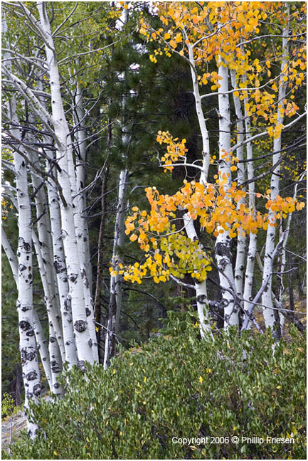 Lassen Aspen 2385